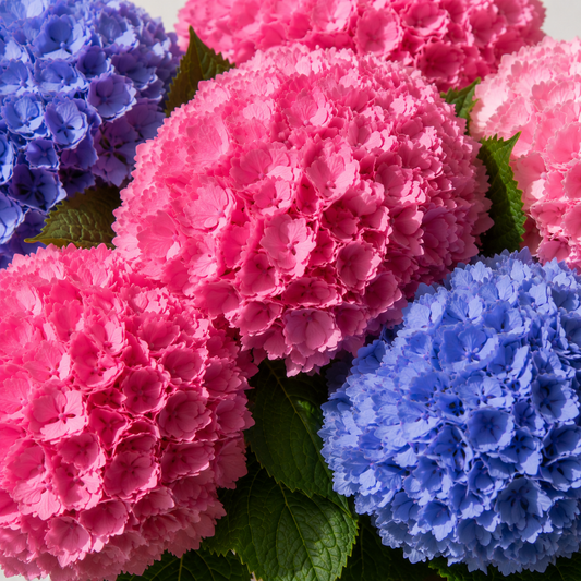 Bouquet Hortensias