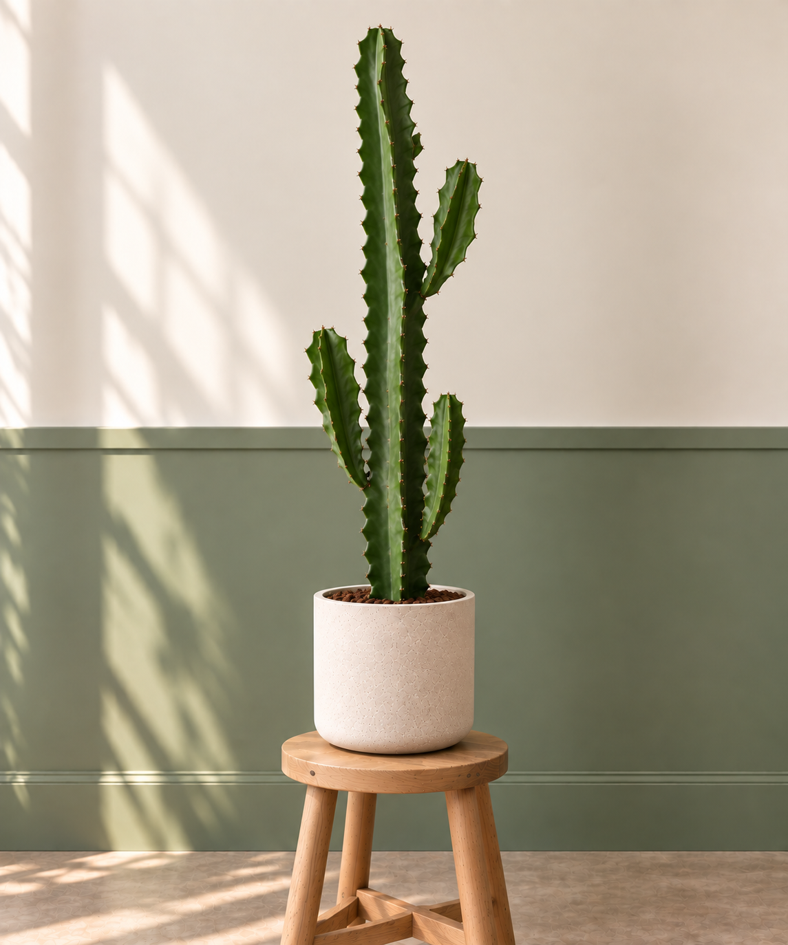 Cactus Trigona