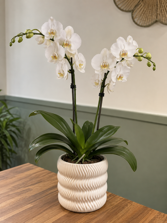 Orchidée blanche