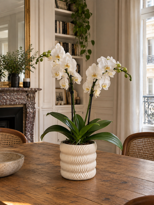 Orchidée blanche