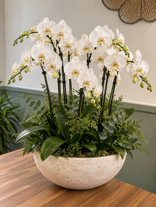 Orchidée prestige