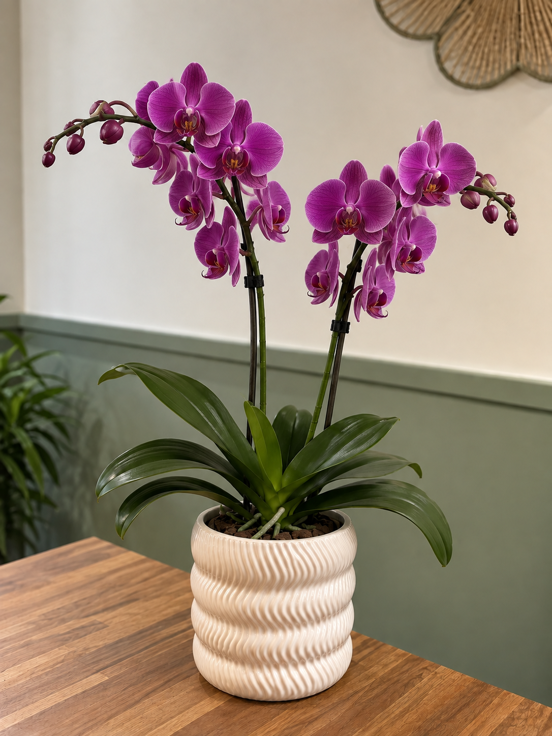 Orchidée violette