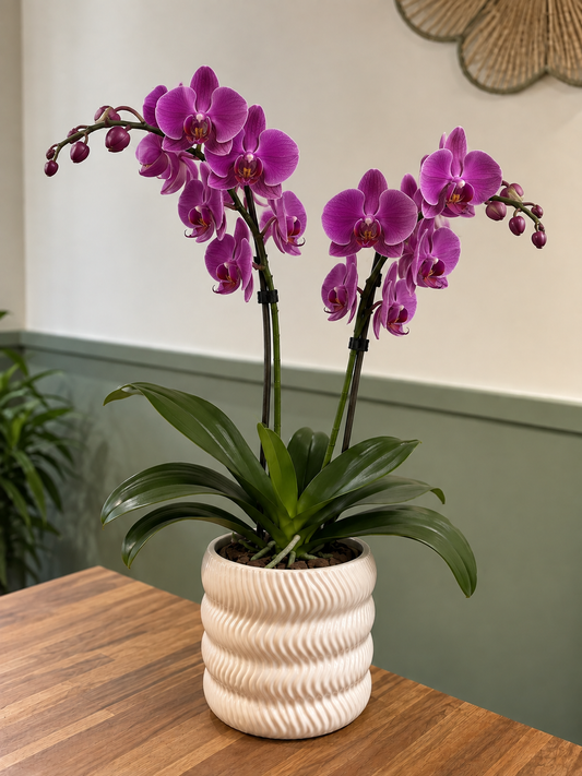 Orchidée violette