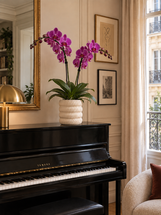 Orchidée violette